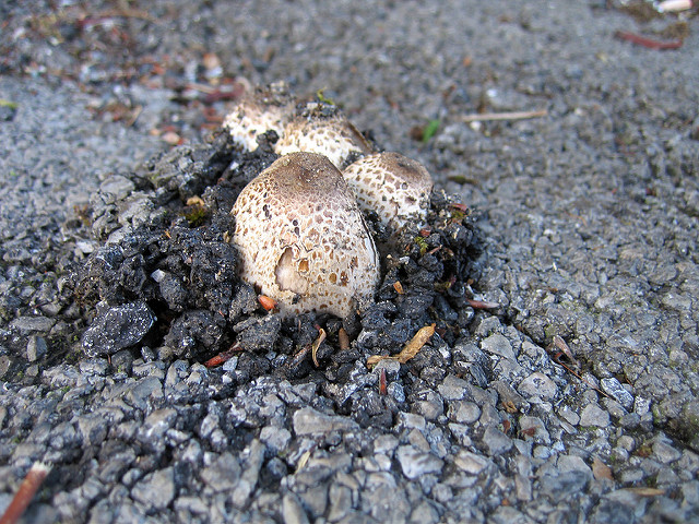 Pete Birkinshaw, Breakthrough, 2008. Fotografia digital, Flickr. Licença de reúso com atribuição CC BY 2.0